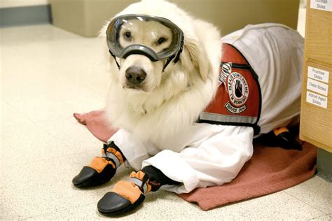 Golden Retriever Service Dog Learns To Wear Ppe So He Can Work In The