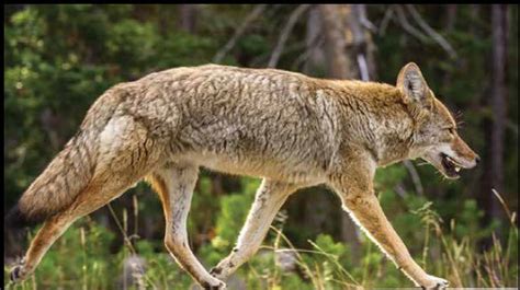 Coyotes Athens Now Alabama