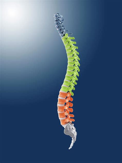 Human Spine Photograph By Springer Medizinscience Photo Library Pixels