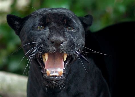 Black Panther Animal Images Idalias Salon