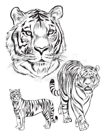 40 Awesome Tiger Line Drawing Images Line Drawing Images Animals