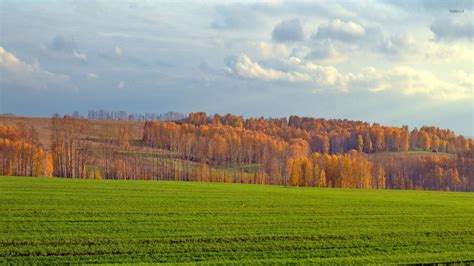 Green Field By The Autumn Forest Wallpaper Nature Wallpapers 40605
