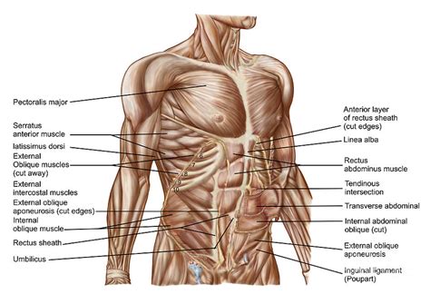 Anatomy Of Human Abdominal Muscles Digital Art By Stocktrek Images