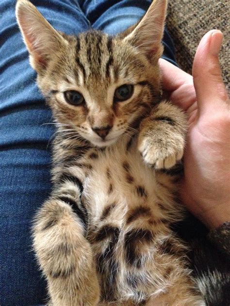 If she is gray color, she's a blue mackerel tabby. Tiger tabby cross bengal | Halifax, West Yorkshire ...