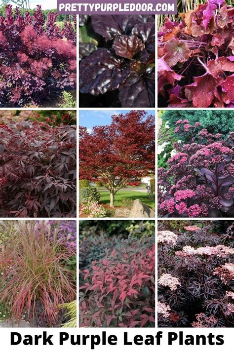 15 Unique Plants With Burgundy Leaves Showstoppers Colorful