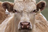 New case of mad cow disease discovered at British beef farm