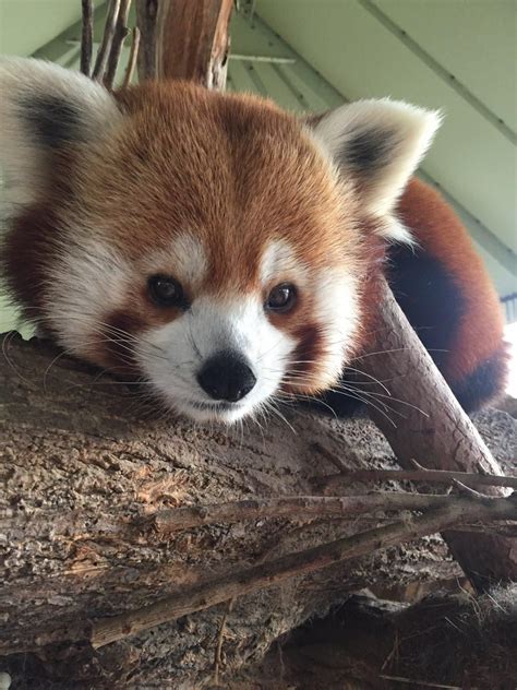 Please Follow Iloveredpandas Handsome Boy Redpanda Panda Cutebear