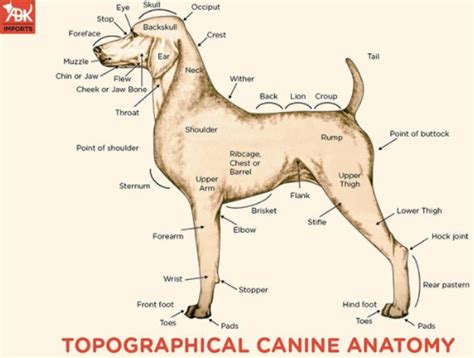 Anatomy Of Dog Topographical Canine Anatomy All About Dogs Pets Love Structure Of Dogs