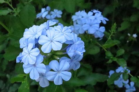 蓝色系的花卉推荐，花朵清新淡雅惹人喜爱 花海建设 长景园林网