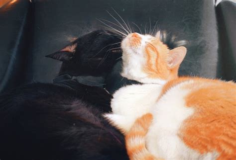 20 Things Your Cat Would Tell You If They Could Talk Cuteness