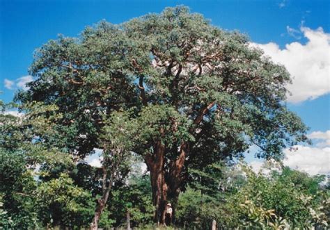 The Manketti Tree Schinziophyton Rautanenii Ricinodendron Rautanenii