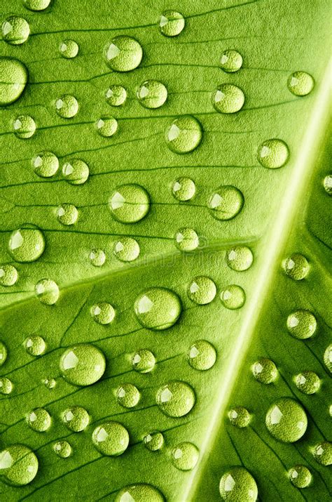 Green Leaf With Drops Of Water Stock Image Image Of Floral