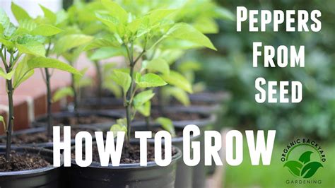 How To Grow Peppers From Seed Organically With Massive Yields Growing Peppers Tips Youtube