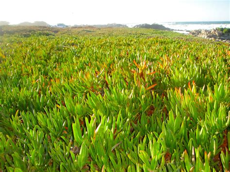 Monterrey Coast Ca Ice Plants Enchanting Gardens And Nature Pinte