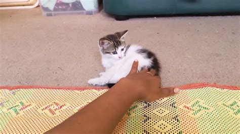 Our Munchkin kitten playing with me - YouTube