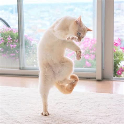 30 Funniest And Cutest Dancing Cat Photos That Will Brighten Your Day