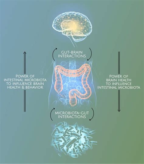 Gut Brain Interactions And The Role Of The Microbiome In Brain Health