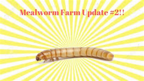 Mealworm Farm Update 2 Youtube