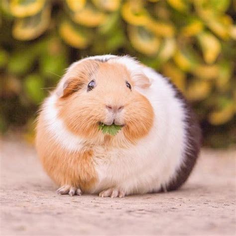 The Happiest Guinea Pig Ever 😍 By Twoteenypigs 💕 Guinea Pigs Funny