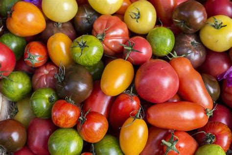 Comment Bien Choisir Ses Tomates Plantes Et Sant