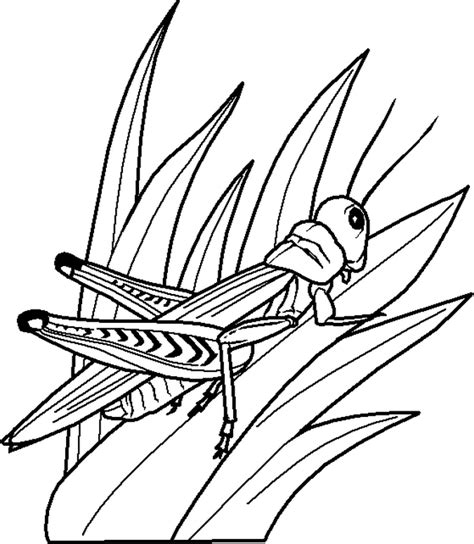 Find the best insects coloring pages for kids and adults and enjoy coloring it. Free Printable Bug Coloring Pages For Kids