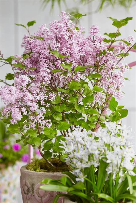 Dwarf Korean Lilac Syringa Josee Shrub Pack Of Three Plants