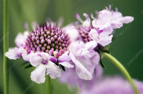 Scabious Scabiosa Sp Stock Image C0068212 Science Photo Library