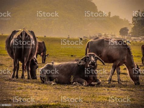 Trekking In Nepal Annapurna Circuit And Base Camp Stock Photo