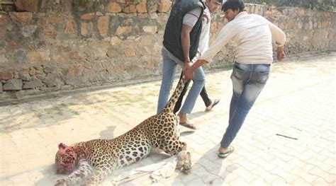 Bad Day For Big Cats Gurugram Kills A Leopard And Assam Executes A