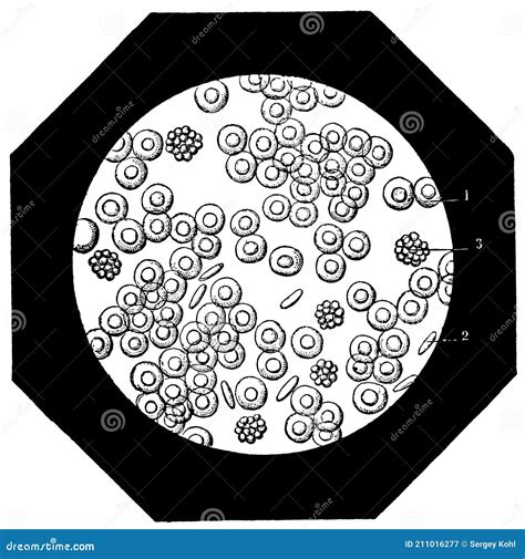 Human Blood Cells Seen Through The Microscope Stock Illustration