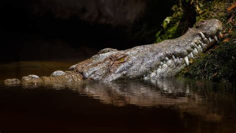 Crocodile In The Swamp Stock Image Image Of Farm Dwarf 116844139