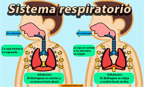 La principal función del sistema respiratorio es captar el oxígeno presente en el aire y expulsar dióxido de carbono, que es un desecho de la sangre, después de pasarlo por. imagenes del sistema respiratorio para niños , ! - Brainly.lat