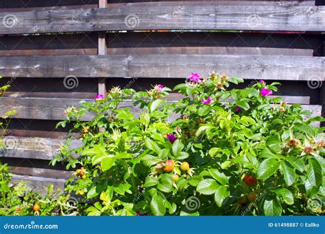 Flowering Wild Rose On A Background Of Wooden Fence Stock Image Image