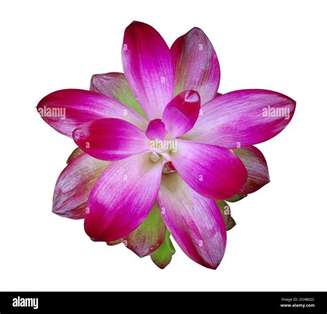 Turmeric Flower Isolated On White Background Stock Photo Alamy