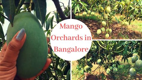 Mango Orchards In Bangalore Trip To Mango Farm Aam Ke Baag Mango