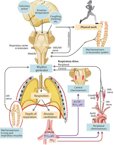 Control Of Respiration Physiology An Illustrated Review