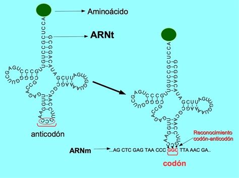 Arn ácido Ribonucleico Qué Es Función Y Tipos Con Imágenes Toda