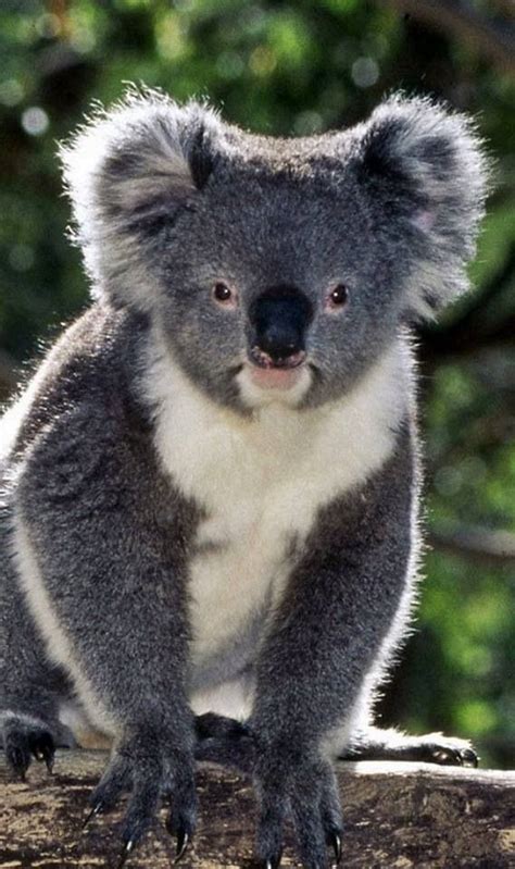 Beautiful Koala Bear Koala Bear Koala Animals Wild