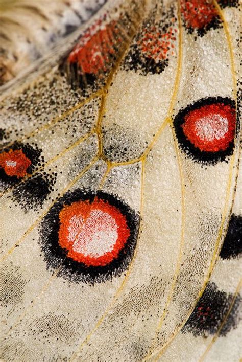 Texture Butterfly Papillon By Selon Martin Amm Butterfly Wings