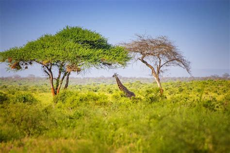 The Best Safaris In Kenya An Expert Guide Horizon Guides