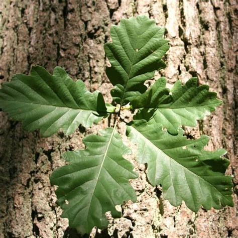 Chêne rouvre (Quercus petraea) | Vente Arbuste ...