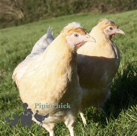 Devon Blue Laying Chickens Buy Devon Blue Hens Online Uk