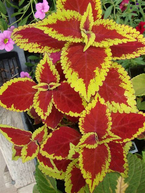 17 Best Images About Coleus On Pinterest Sun Jade And Perennials