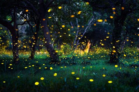 How Fireflies Glow — And What Their Signals Mean Discover Magazine