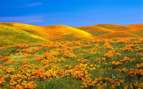 Get Bing Sunshine Microsoft Store In 2023 Antelope Valley Poppy