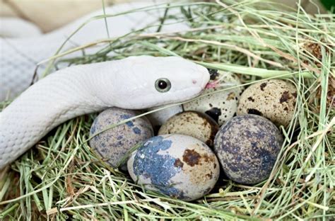 You might well ask yourself how do snakes lay eggs? when you see the long. Preventing Snakes From Stealing Eggs | ThriftyFun