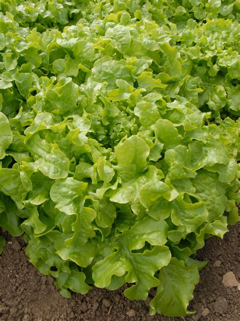 Choosing The Right Variety When Buying Lettuce Seed