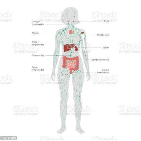 Lymphaticsystem Stock Illustration Download Image Now Chest Torso