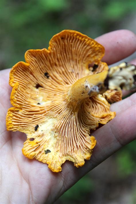 Foraging Chanterelle Mushrooms