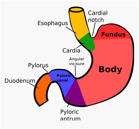 Anatomical Regions Of Stomach Hd Png Download Kindpng